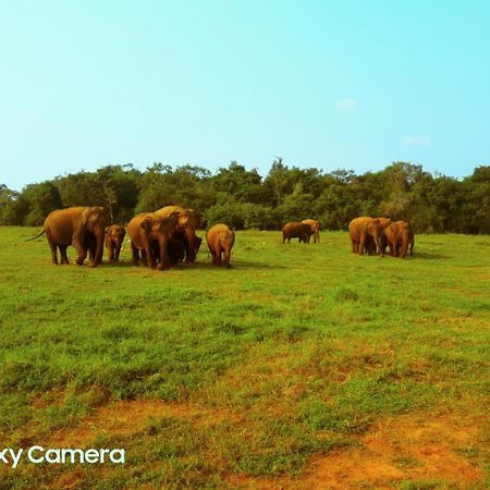 Minneriya Jeep Safari Хабарана Экстерьер фото