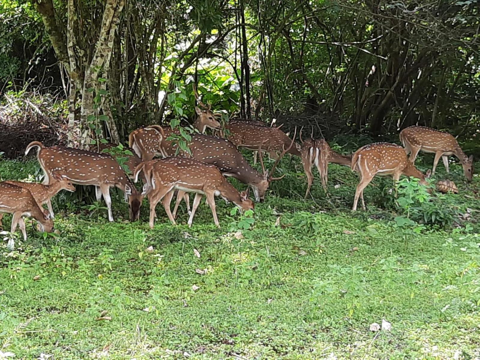 Minneriya Jeep Safari Хабарана Экстерьер фото