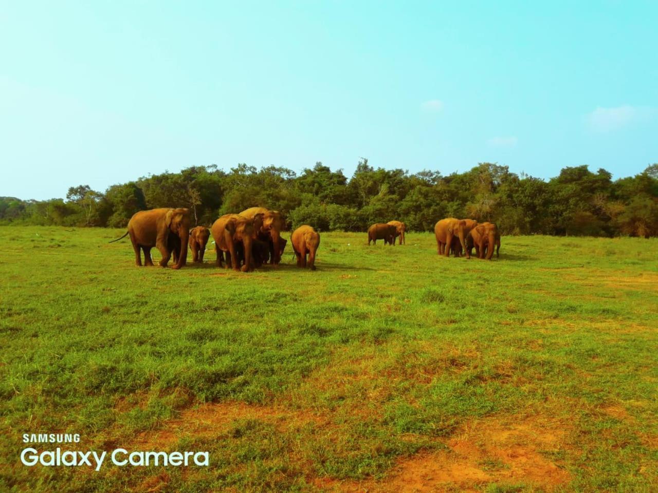 Minneriya Jeep Safari Хабарана Экстерьер фото