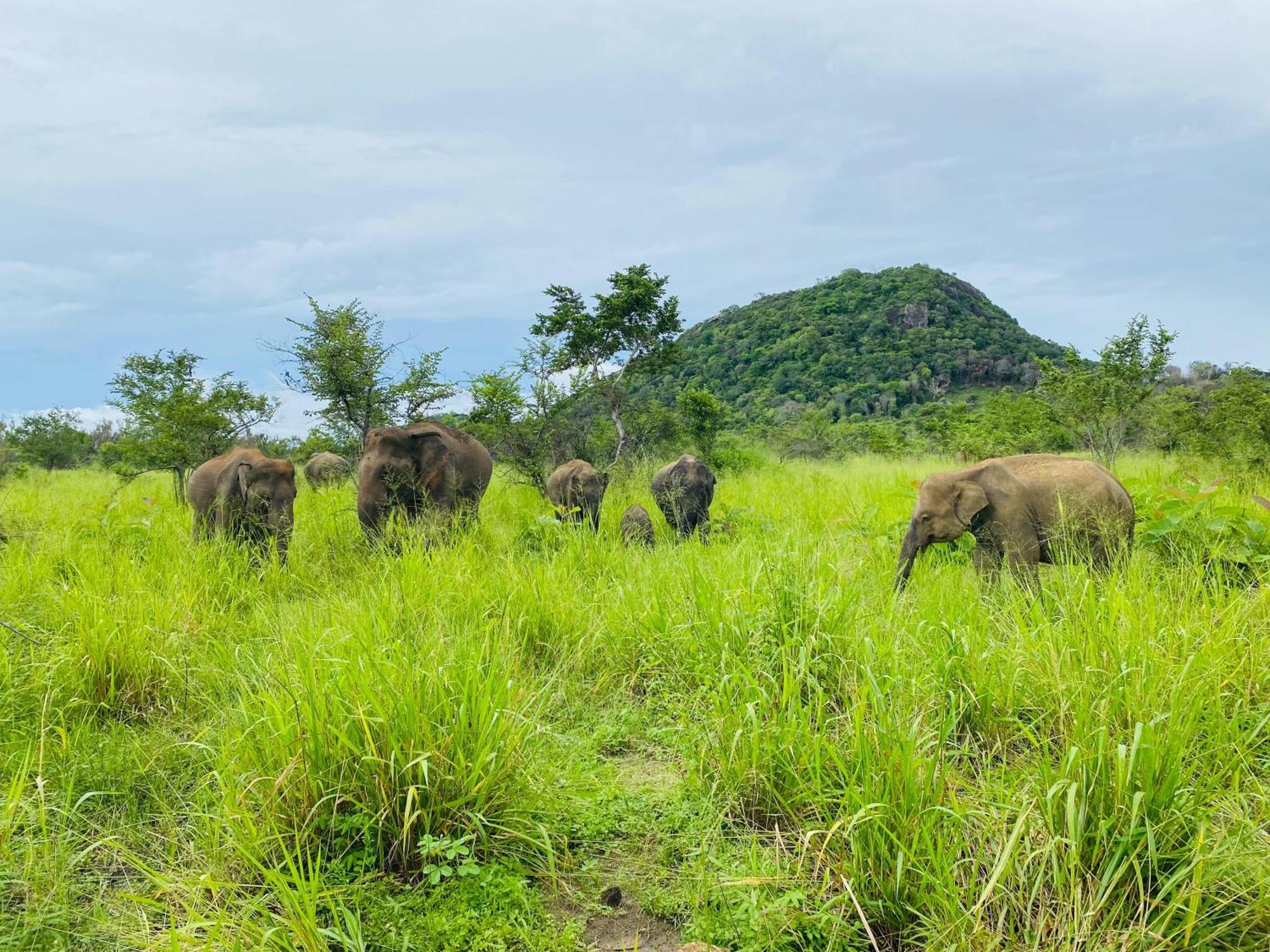 Minneriya Jeep Safari Хабарана Экстерьер фото